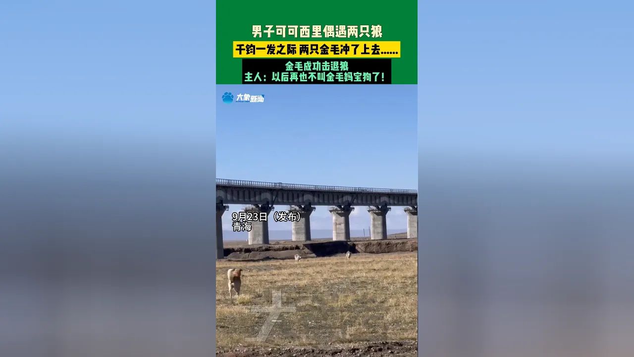 使命召唤卡盟-被喂到挑食！可可西里讨食狼越来越多（可可西里狼吃人）